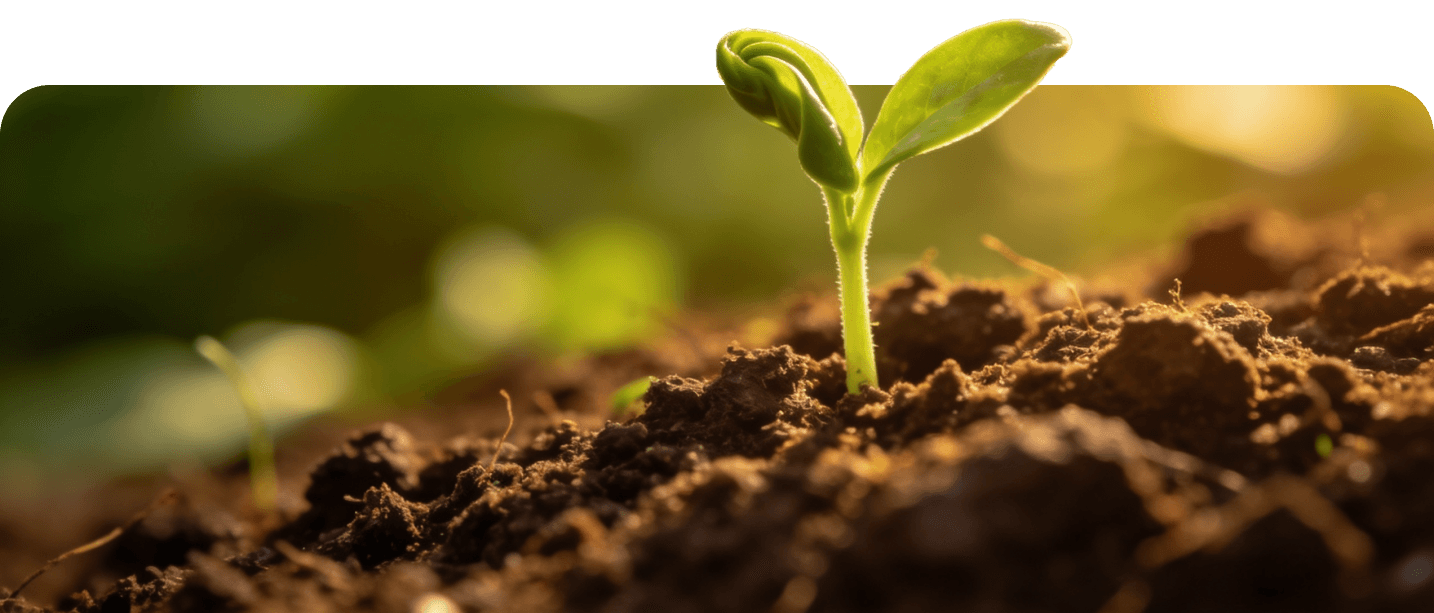 A seedling breaking through dark soil, backlit by low sun